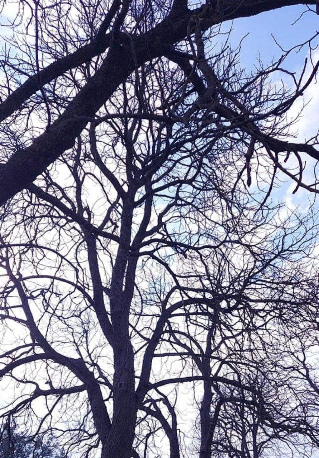 3/21/2023 – Down Syndrome in&nbsp;war