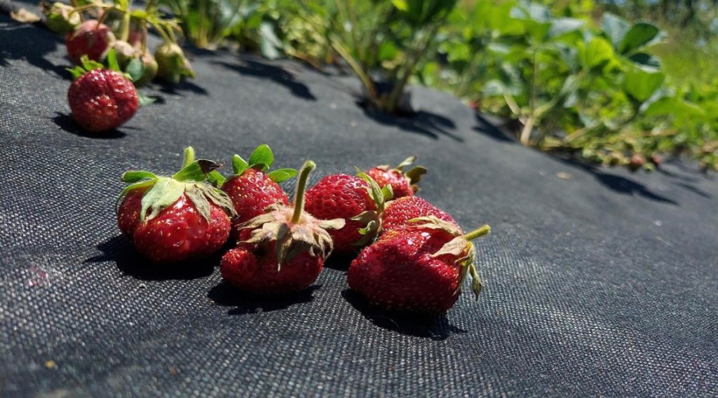 6/15/2023 – “When I imagined a boot of a Russian soldier stepping on the flowers my mom planted in front of her house, I knew I was ready to fight with my bare&nbsp;arms.”