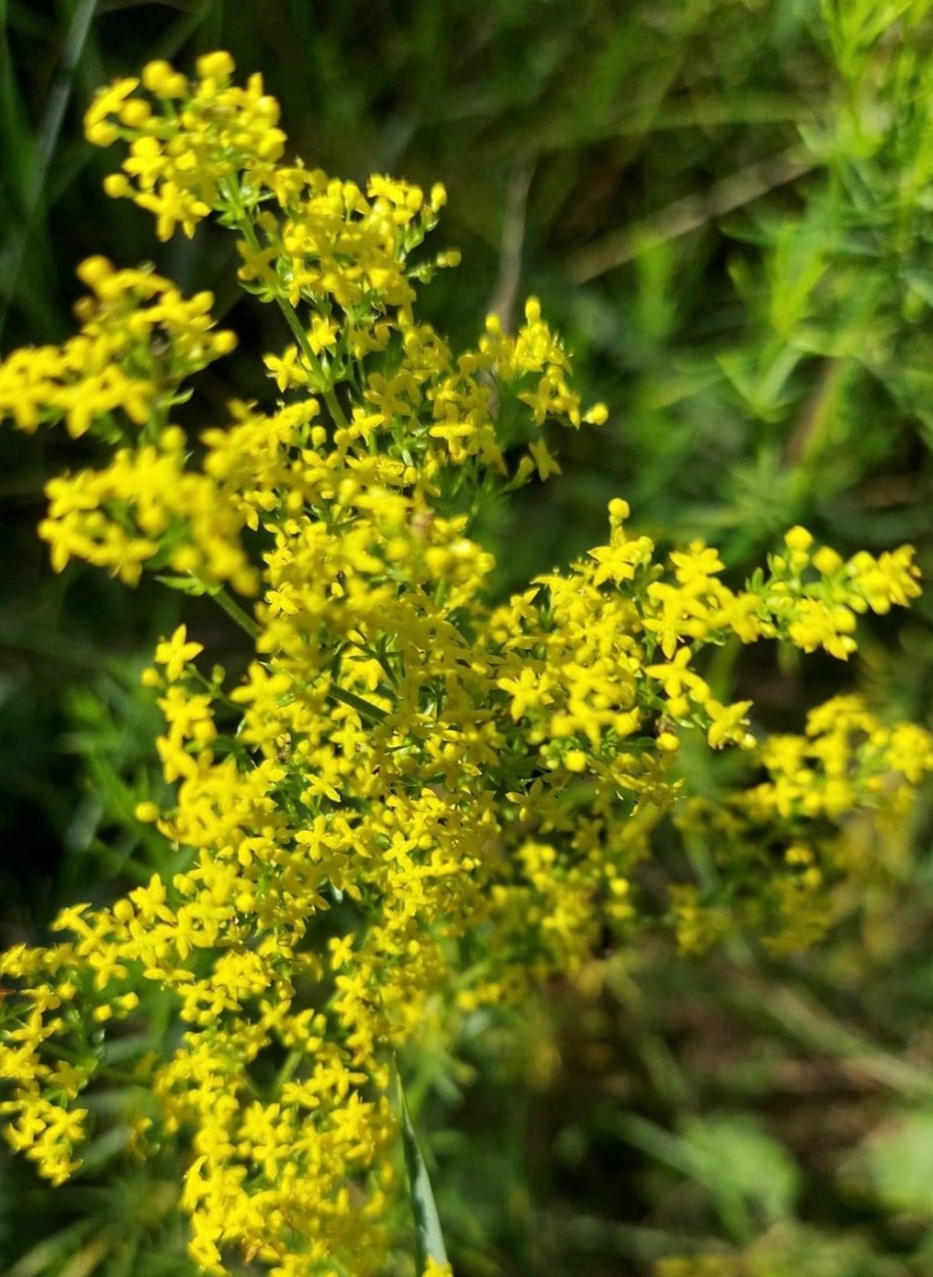 7/26/2023 – Drones&nbsp;overhead