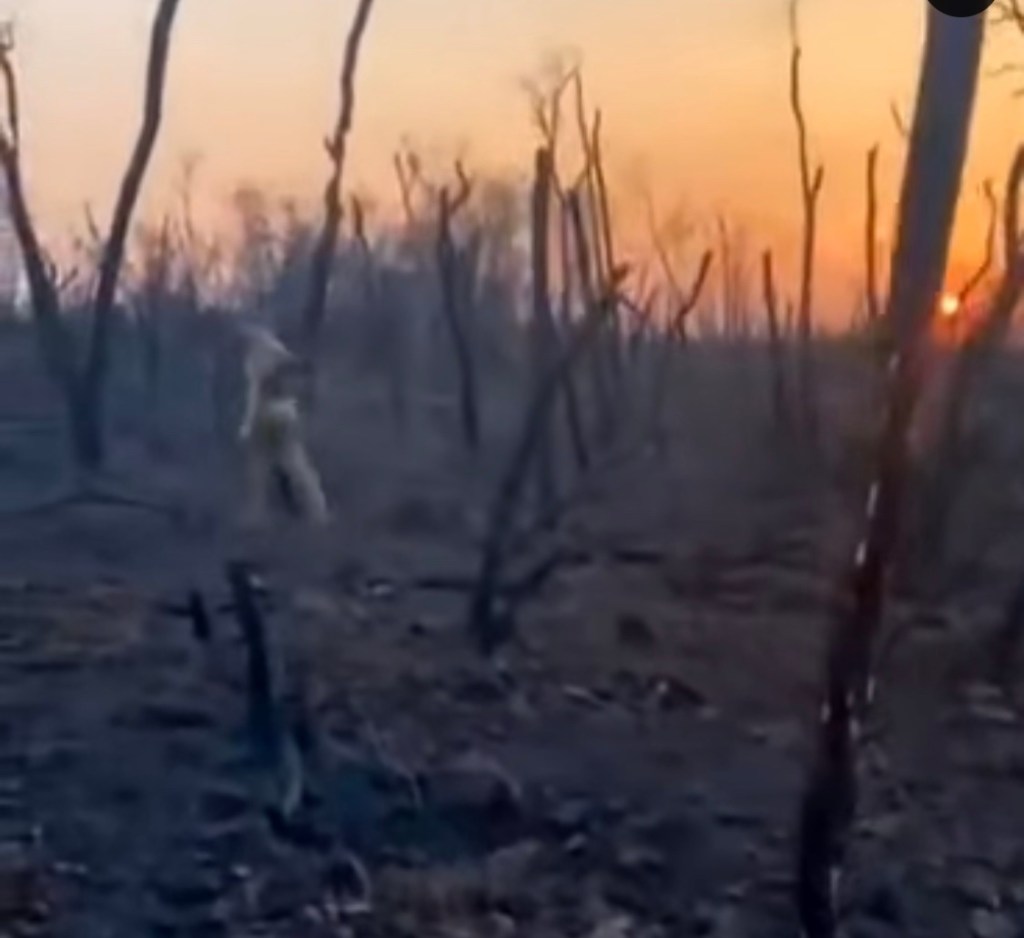 9/3/2023 – Apocalyptic landscape&nbsp;(video)