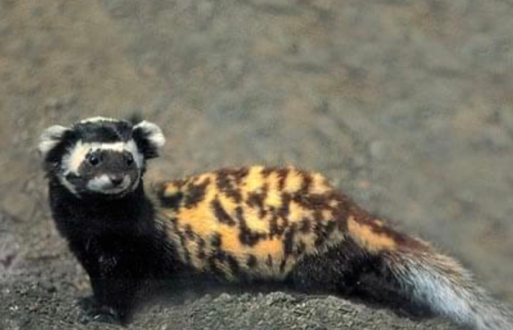 10/31/2023 – I am not a big fan of wilderness, and I’m not good at all the survival&nbsp;things…