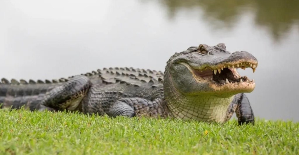 11/2/2023 – “putin will keep the war going at least till the end of elections in the USA, hoping that Ukraine will be delivered to him on a silver&nbsp;platter.…”