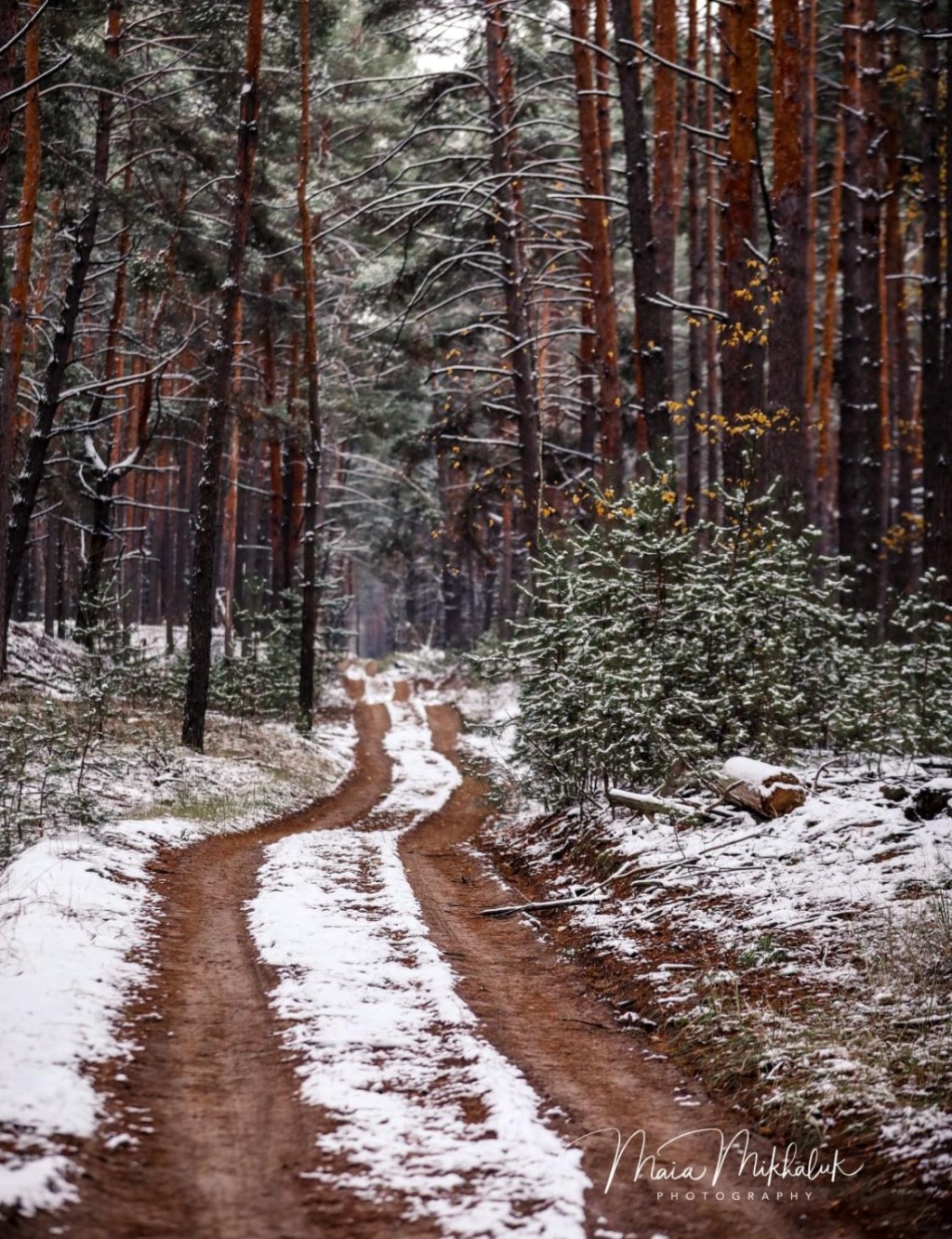 11/21/2023 – We miss our walks in our pine forest, and we wonder if there will ever be a time when it will feel completely safe for kids to run around the&nbsp;forest…
