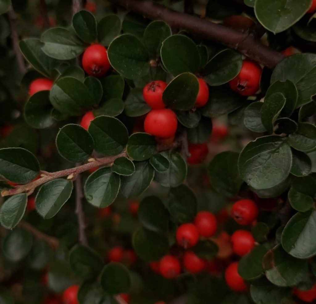 12/31/2023 – For in the hand of the Lord there is a cupwith foaming&nbsp;wine…