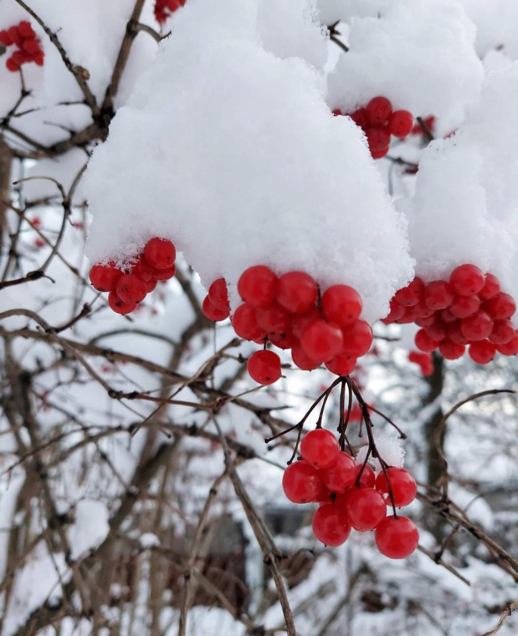 1/8/2024 – The expected cold front hit us today with snow, strong winds, and about -9°C (15 F) –&nbsp;Pray!