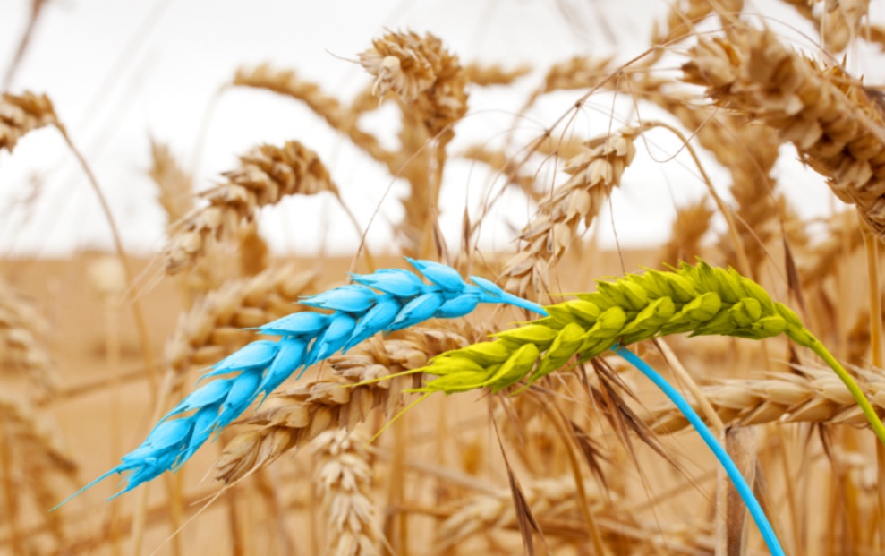 1/20/2024 – Ukraine ranks as third largest agricultural supplier to&nbsp;EU