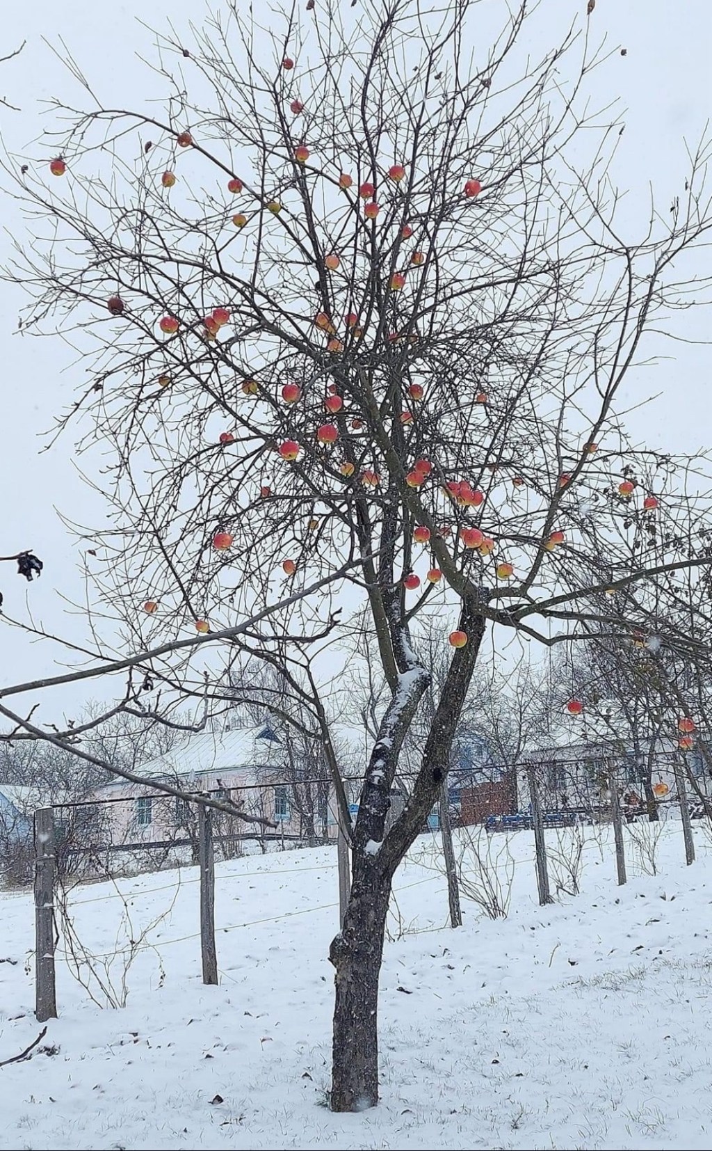 1/26/2024 – Resilience is our only option today, but how I long to exchange it for&nbsp;vulnerability!