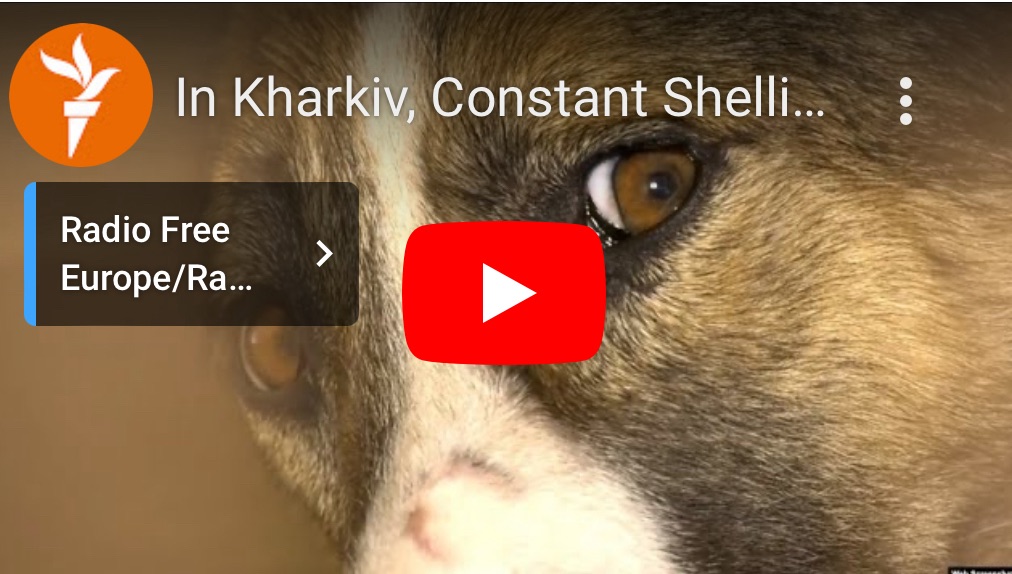 2/14/2024 – In Kharkiv, Constant Shelling Takes Its Toll On Families — And Their&nbsp;Dogs