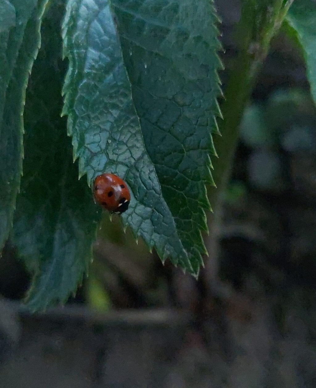 3/31/2024 – We know that the Russian army holds nothing&nbsp;sacred…