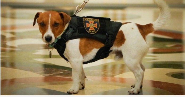 4/6/2024 – Who is Patron — Ukrainian Bomb-sniffing Dog?