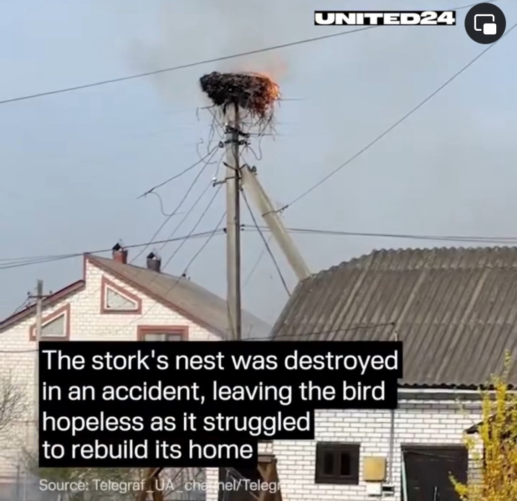 4/7/2024 – A Stork’s Struggle (video)