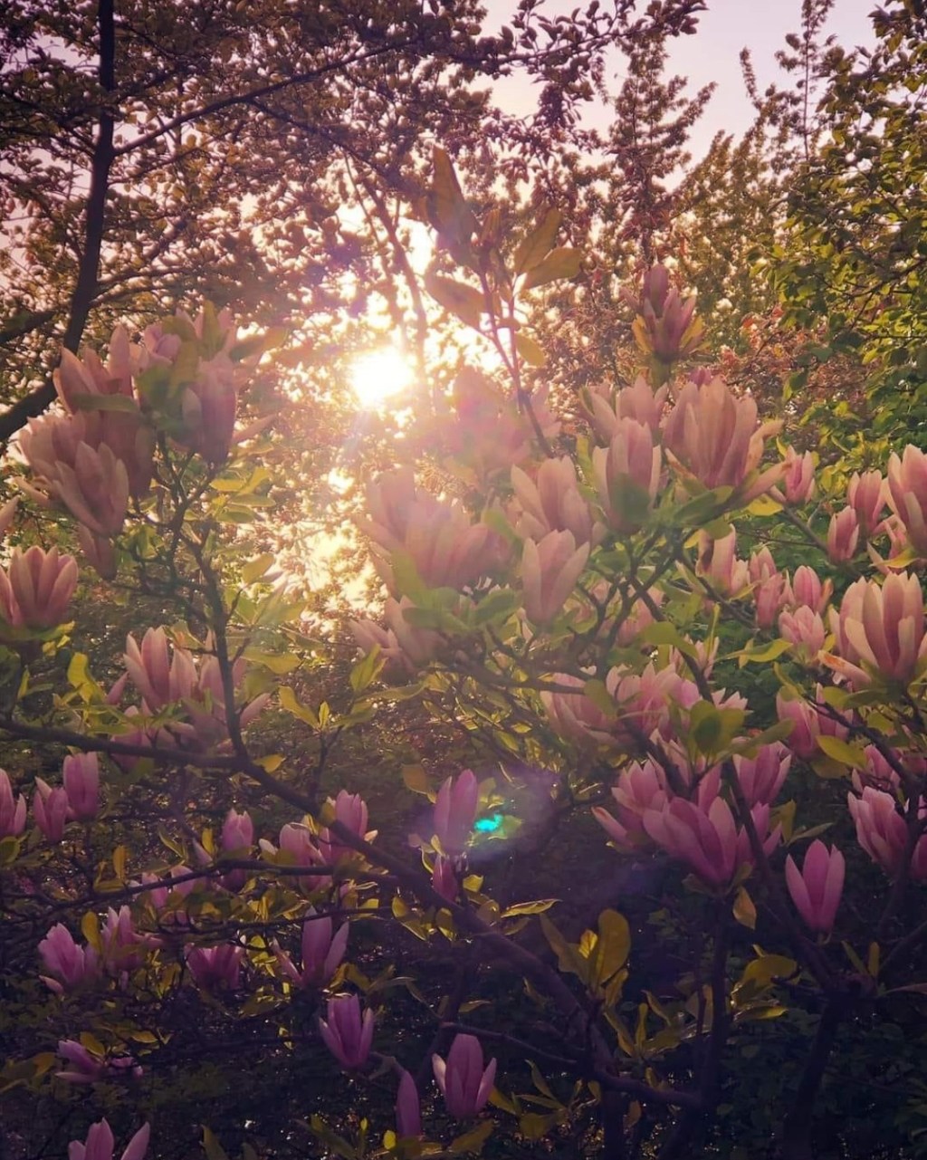 4/24/2024 – I have not hidden your deliverance within my&nbsp;heart…