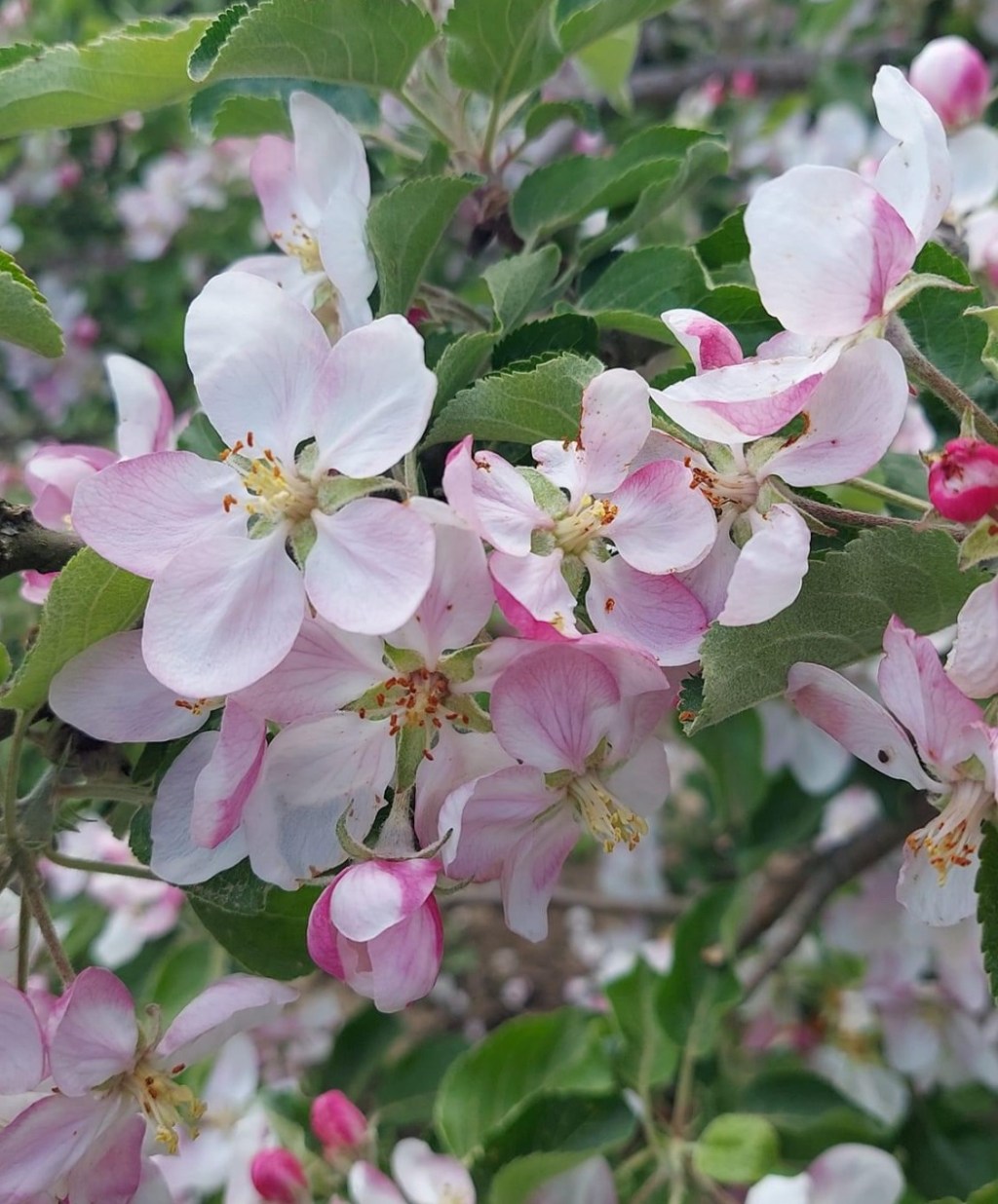 4/28/2024 – Thank you, God, for giving us these beautiful reminders of your&nbsp;greatness.