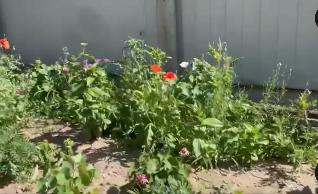 6/22/2024 — Refugee center in Belgorod-Dnistrovsky, Ukraine&nbsp;(video)