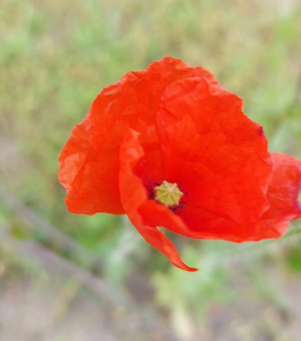 6/25/2024 — ‭But you, O Lord, are enthroned forever; you are remembered throughout all&nbsp;generations.