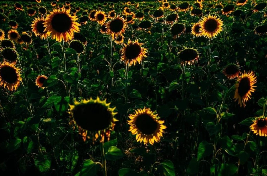 7/26/2024 — Behold, how good and pleasant it is when brothers dwell in&nbsp;unity!