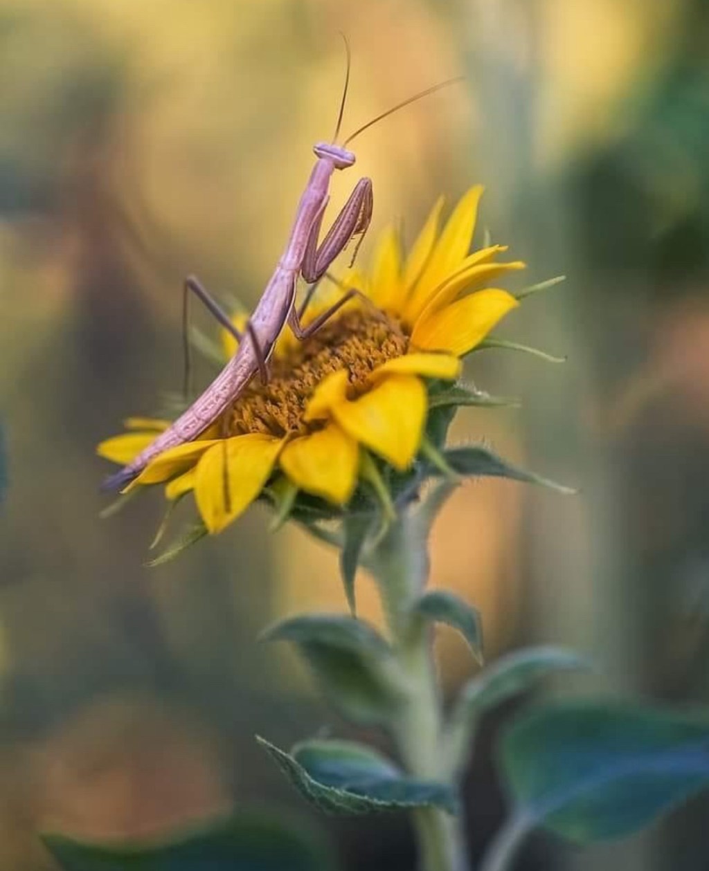 7/3/2024 — Sounds of our peaceful past make you forget about the war just for a moment and appreciate the life God gave you&nbsp;today.