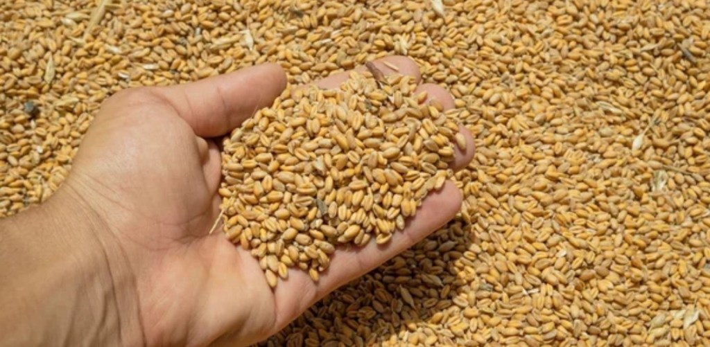 10/27/2024 — Ukraine’s agricultural sector suffers $82 billion in damages from Russian&nbsp;war