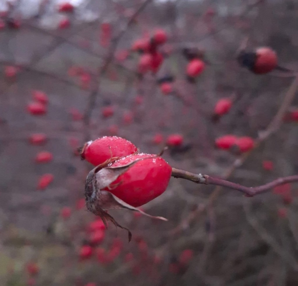 12/24/2024 — It’s interesting how most of us have stopped wishing for a white&nbsp;Christmas…