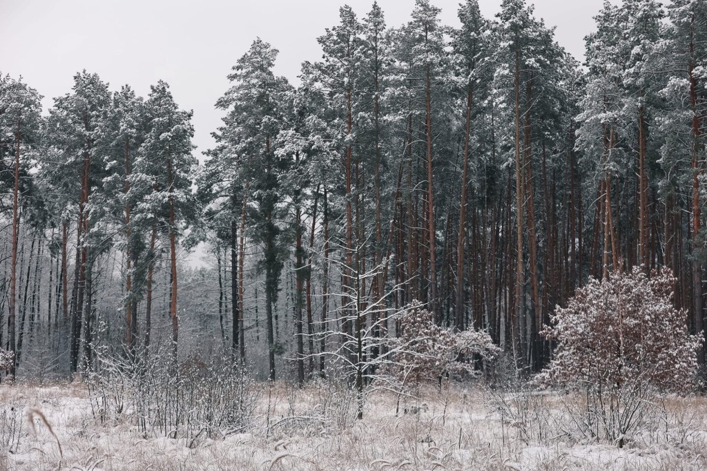 1/11/2025 — A Perspective on Snow