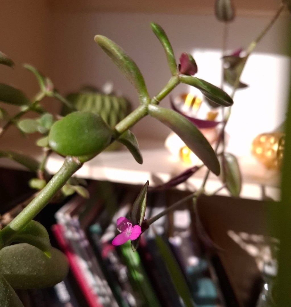 2/24/2025 — Yes, I’ll smile, indeed, through tears and weeping; Sing my songs where evil holds its&nbsp;sway…