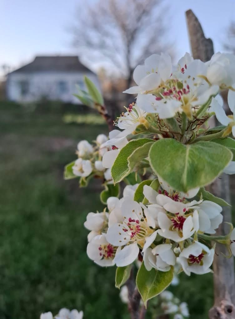 4/21/2025 — He who looked defeated is&nbsp;victorious