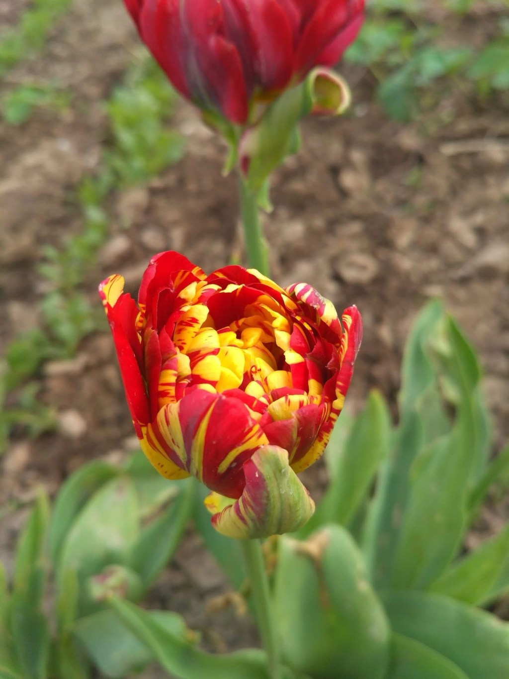 5/15/2925 — “Those who sow in tears shall reap with shouts of joy!…”