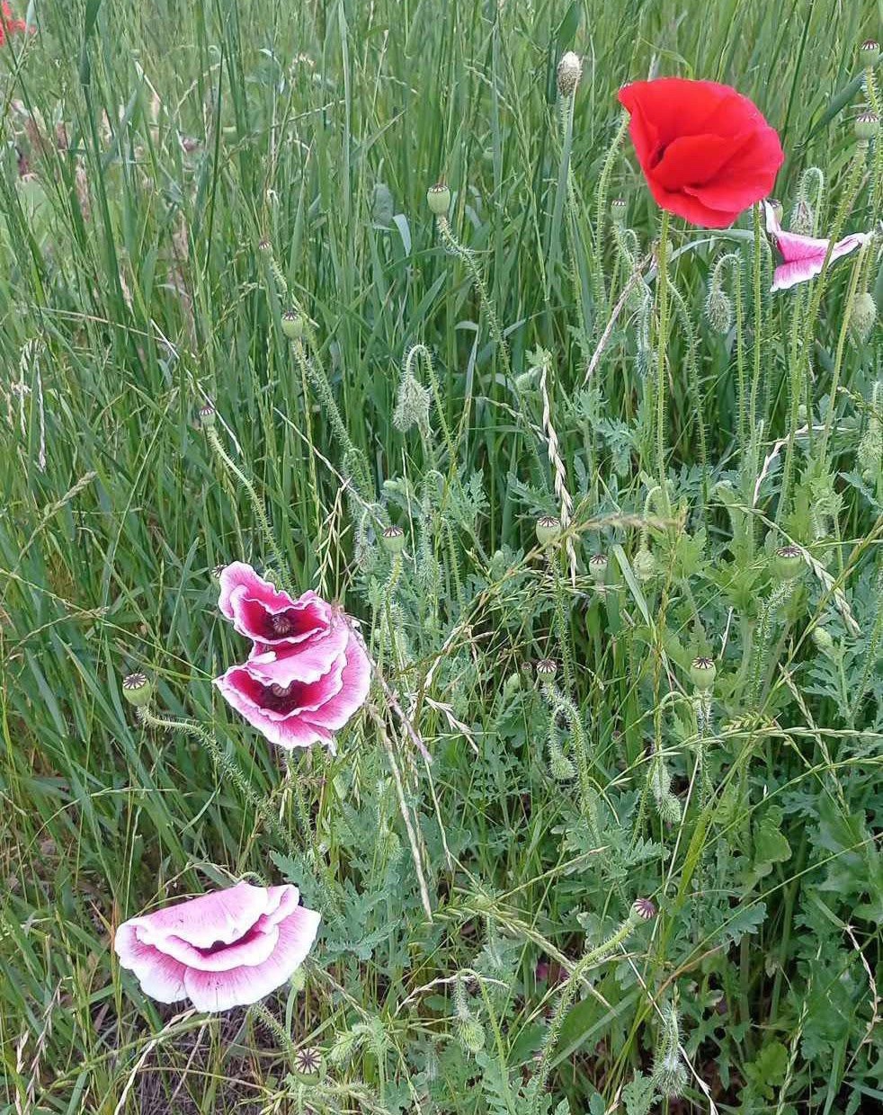 6/17/2025 — The Lord is a stronghold for the oppressed, a stronghold in times of&nbsp;trouble…