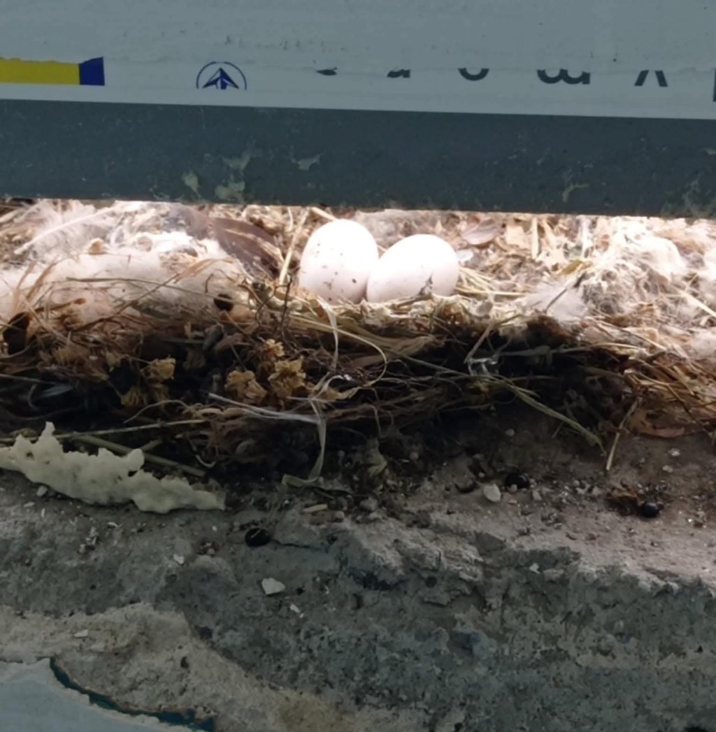 6/27/2025 — The heavens declare the glory of God, and the sky above proclaims his handiwork…