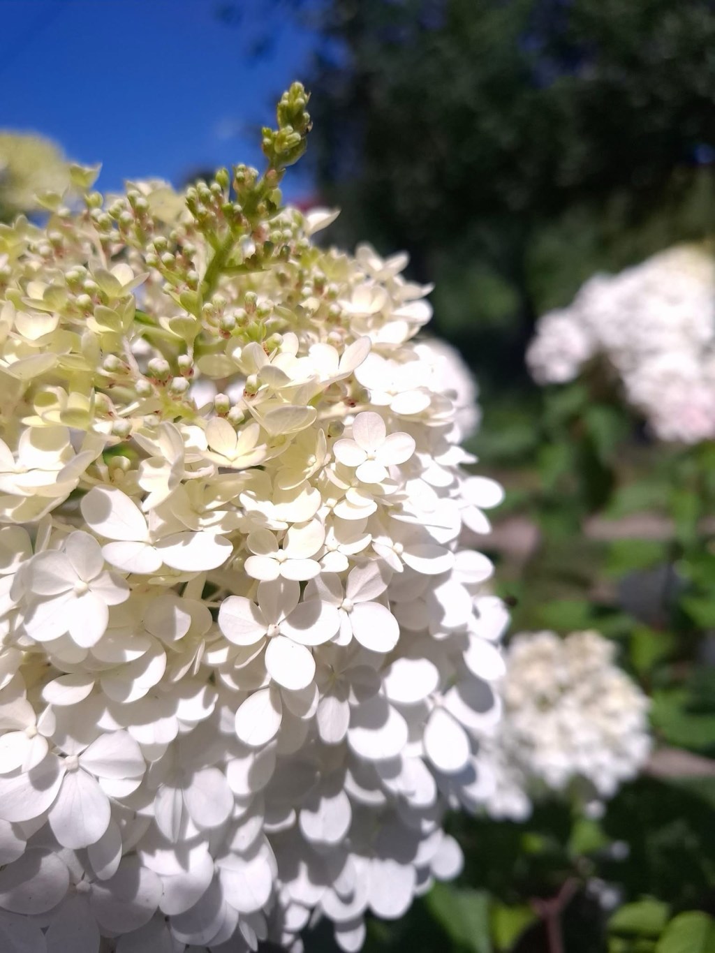 8/5/2025 — The righteous will rejoice when he sees the vengeance; he will bathe his feet in the blood of the wicked.