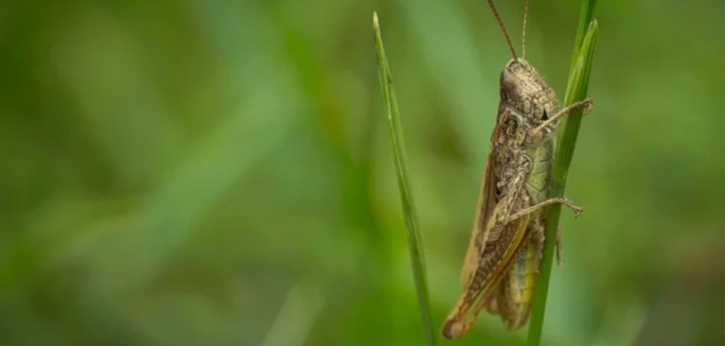 8/5/2025 — War-fueled locust outbreak threatens crops in southern Ukraine