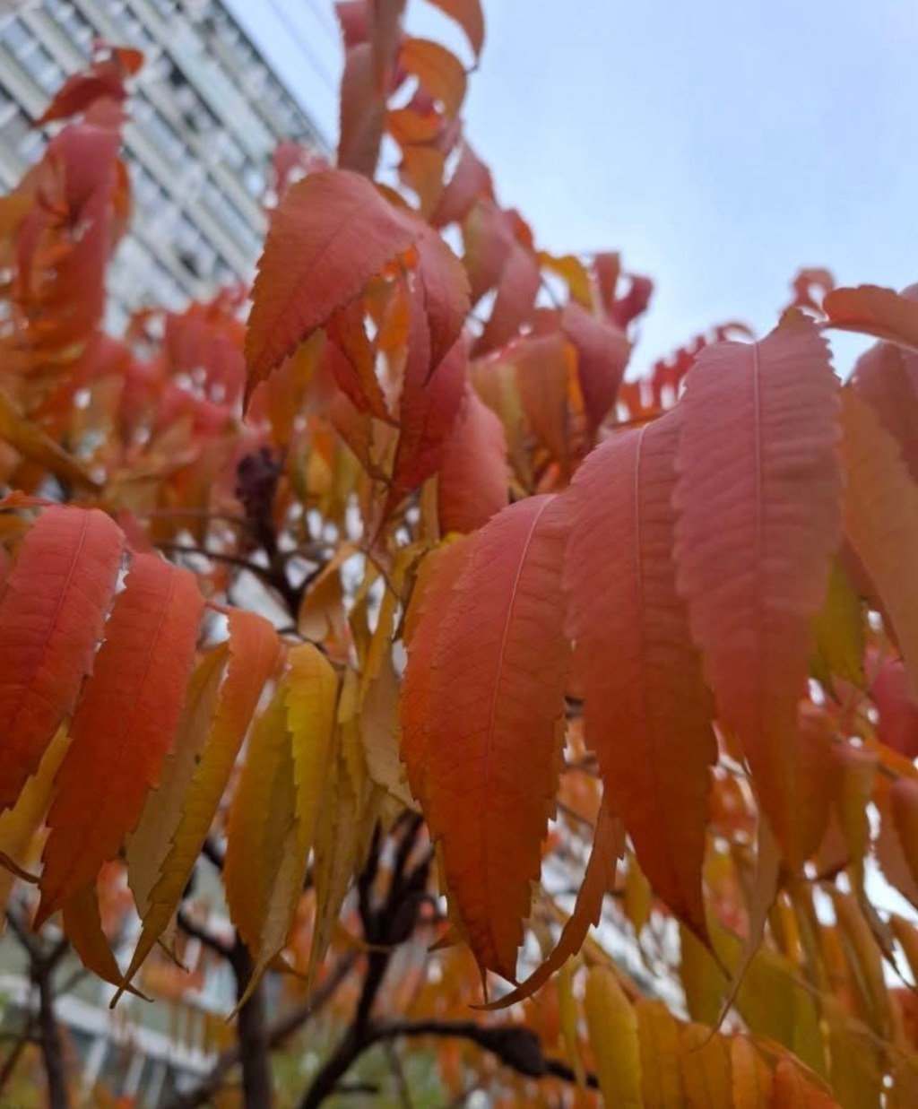 11/3/2025 — “He heals the brokenhearted and binds up their wounds. The Lord lifts up the humble….”